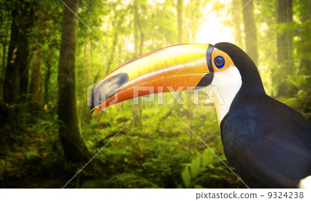 toucan 9324238