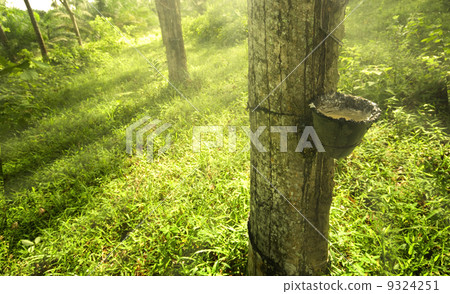 rubber plantation rubber plantation 9324251
