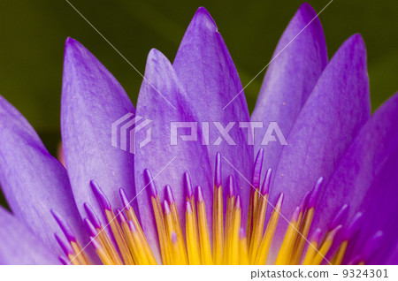 lotus lotus 9324301