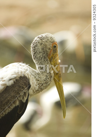 stork stork 9324305