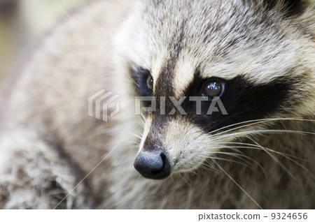 racoon 9324656