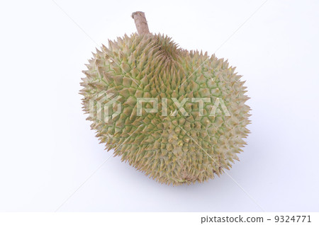 tropical fruit durian with white background 9324771