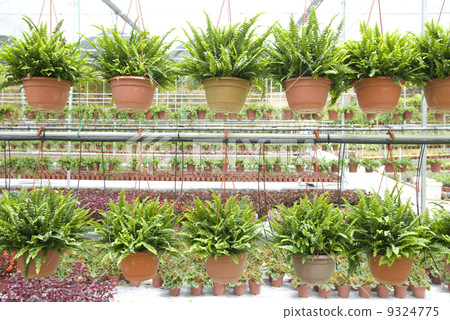 nursery farm 9324775