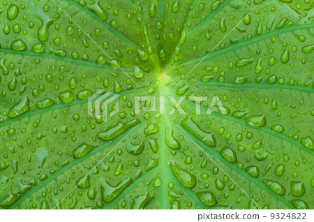 elephant ear plant with morning dew dropplets 9324822