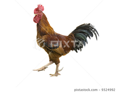 rooster rooster 9324992