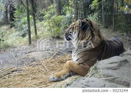 站在蘇門答臘虎 9325244