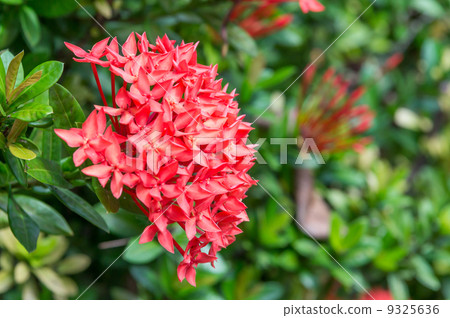 Ixora flower Ixora flower 9325636