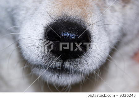 Dog's nose 9326243