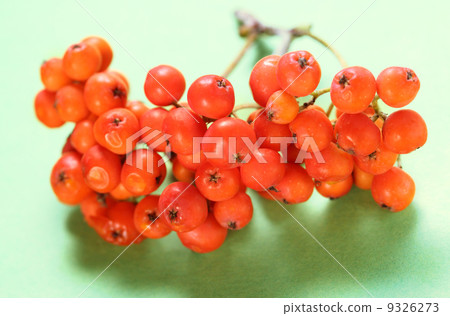 Red ashberry bunch 9326273