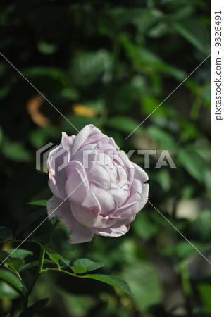 One pretty little shinobi 9326491