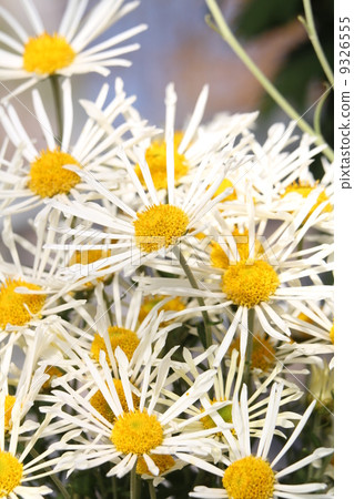 Higo chrysanthemum Higo chrysanthemum 9326555