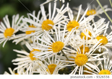 Higo chrysanthemum Higo chrysanthemum 9326556
