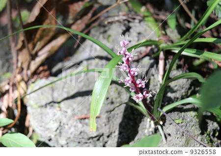 Kichijousou Kichijousou 9326558
