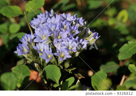 雜林花~Hidelindo~ 9326812
