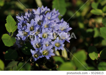 雜林花~Hidelindo~ 9326813