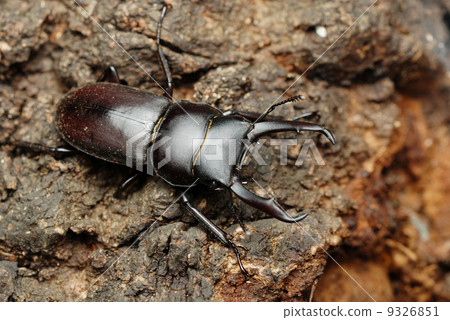 Dorcus rectus 9326851