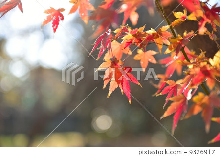 楓葉 9326917