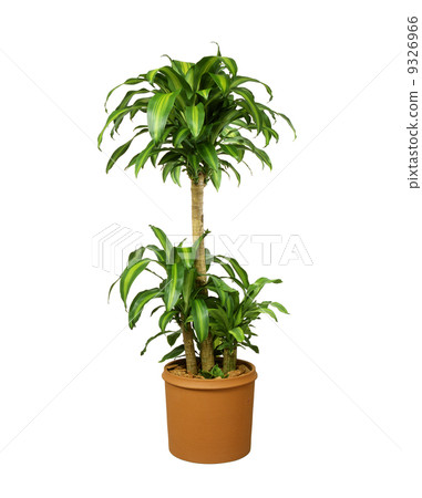 室內植物02 9326966