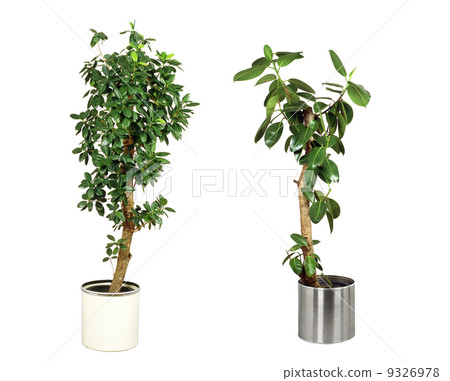 Houseplant 12 Houseplant 12 9326978