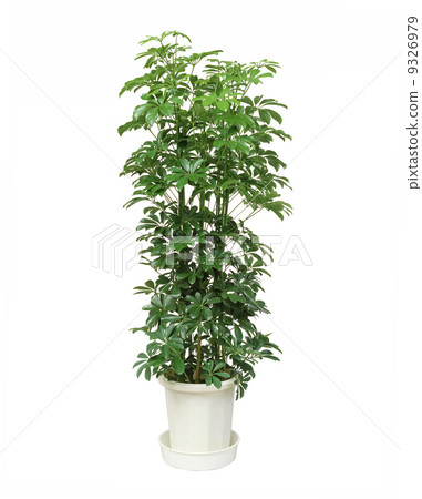 室內植物13 9326979