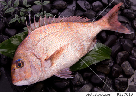 Red snapper 9327019