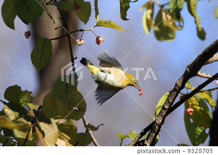 Living thing Birds pop out of fruit Mayu Miro 9328705