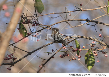 Creatures birds hard to find fruit of Mayumi Kogera Creatures birds hard to find fruit of Mayumi Kogera 9328707