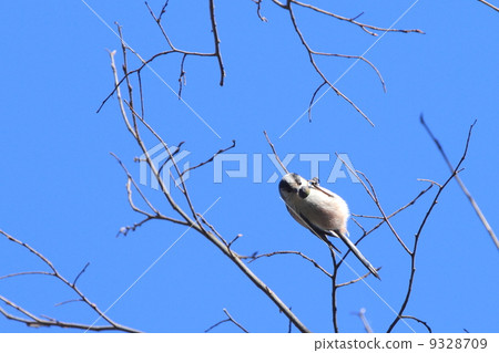 Living things Birds Enaga and mu friend 9328709