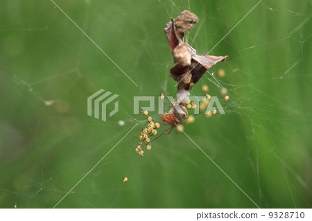 Family of living spiders 9328710