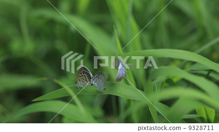 Breeding behaviors of living thyme butterfly Breeding behaviors of living thyme butterfly 9328711