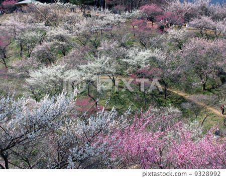 Yoshino Umezo，東京青梅市 9328992