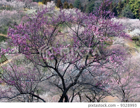 Yoshino Umezo,東京青梅市 Yoshino Umezo,東京青梅市 9328993