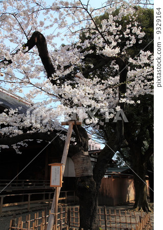 A specimen tree of Yasukuni Shrine 9329164