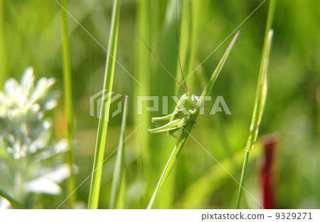 grasshopper grasshopper 9329271