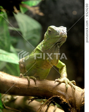 green iguana green iguana 9329280