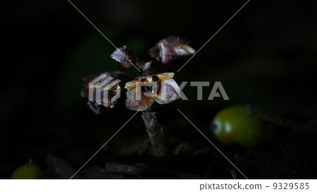 Croutia syllan和橡子 Croutia syllan和橡子 9329585