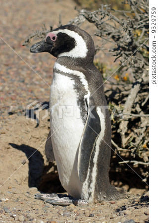Magellanic Penguin, Argentina 9329759