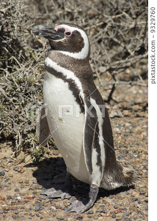Magellanic Penguin, Argentina 9329760
