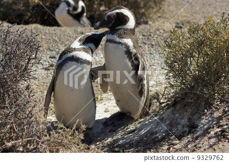 Magellanic Penguin, Argentina 9329762