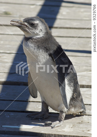 Magellanic Penguin, Argentina 9329766