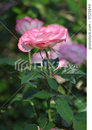 盛開的妮可 9329844