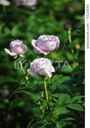 很多盛開的shinobi 很多盛開的shinobi 9329845