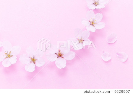 櫻花瓣半圓 櫻花瓣半圓 9329907