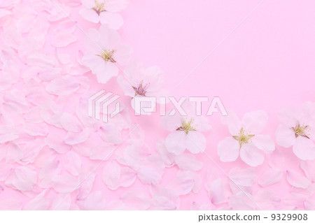 Cherry petals 9329908