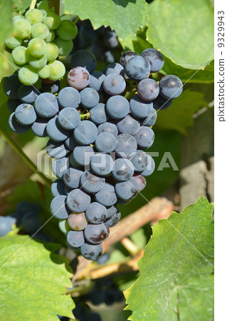 purple grapes 9329943