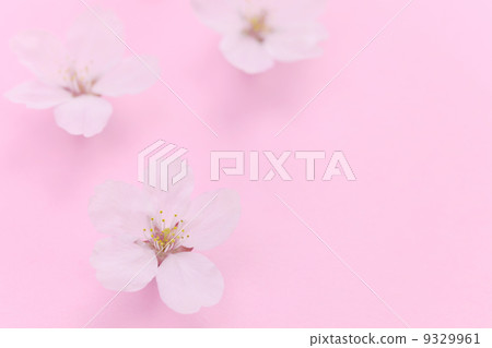 櫻桃花瓣 櫻桃花瓣 9329961
