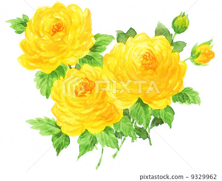 ranunculus, bloom, blossom 9329962