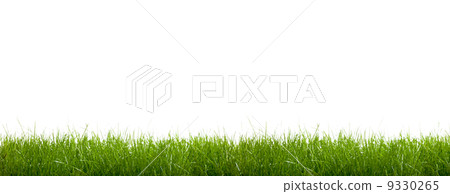 green grass on a white background 9330265