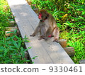 A monkey 9330461