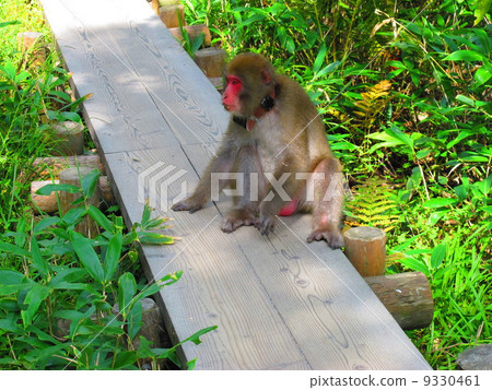A monkey 9330461